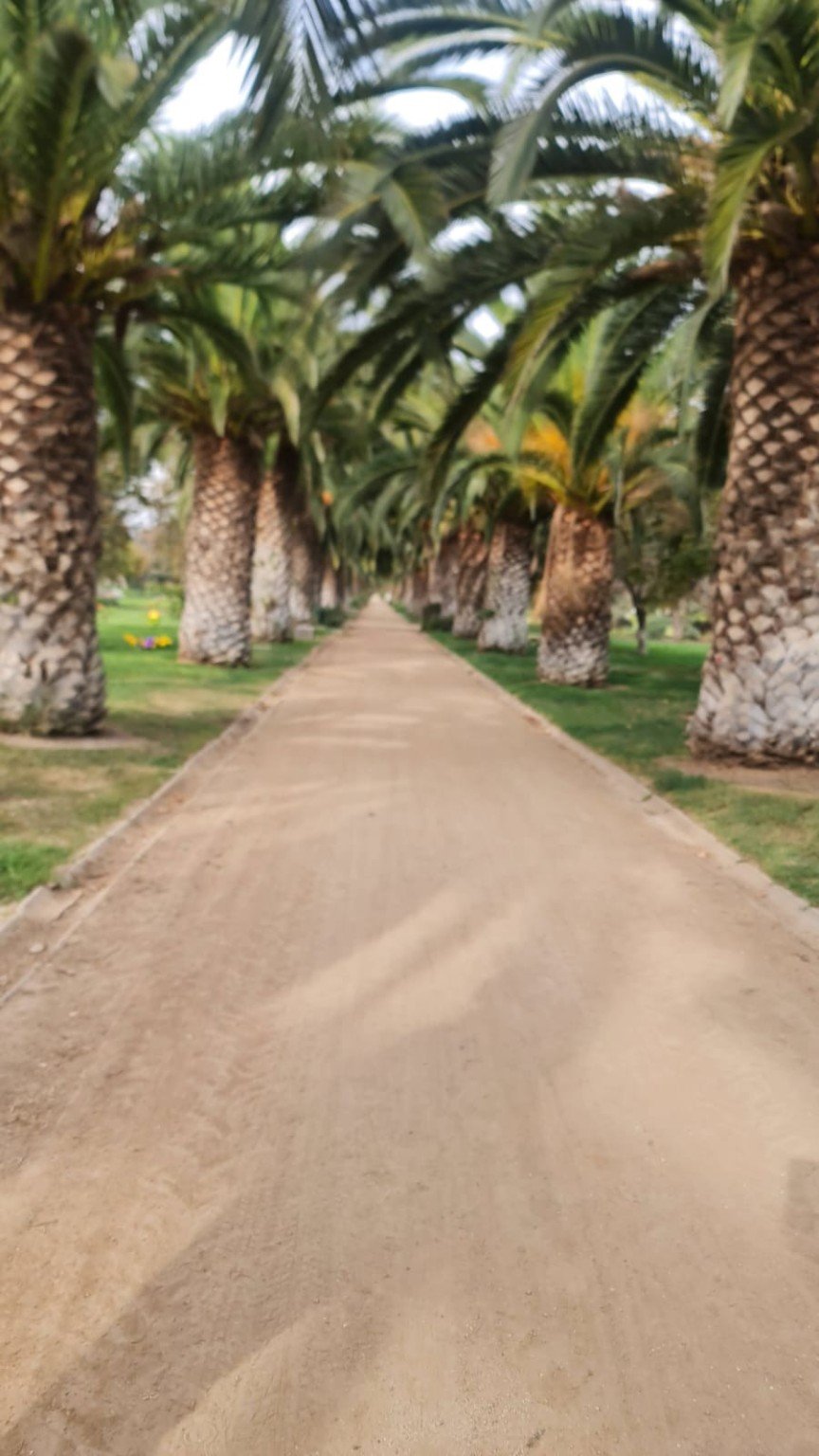 Sendero de palmeras en Parque del Recuerdo Padre Hurtado